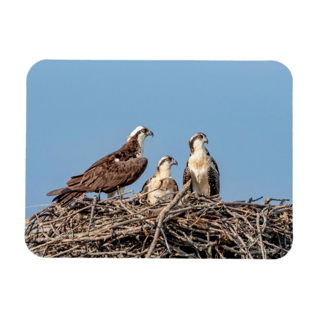 Íman Mamãe Osprey com seus filhos (Horizontal)