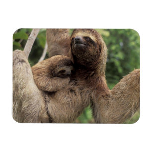 Íman Mamãe Sloth E Baby Magnet