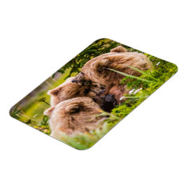 Íman Mamãe urso cuidando de seus dois filhotes, Lago Cl