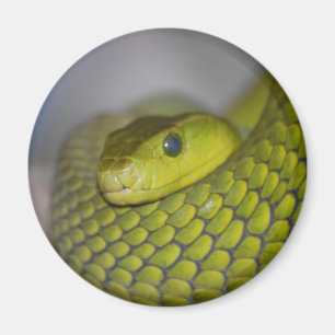 Íman Mamba verde