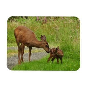 Íman Mamma Deer e sua recém-nascida Fawn
