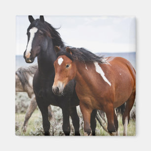 Íman Manada de Cavalos Selvagens