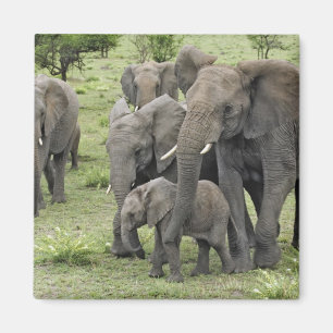 Íman Manada de Elefantes Africanos