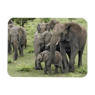 Íman Manada de Elefantes Africanos