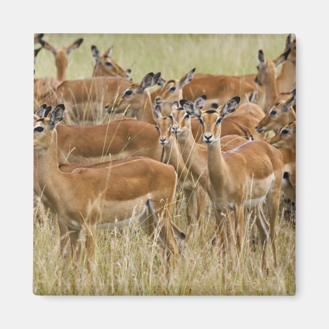 Íman Manada de impalas fêmeas, Masai Mara, Quênia. (Frente)