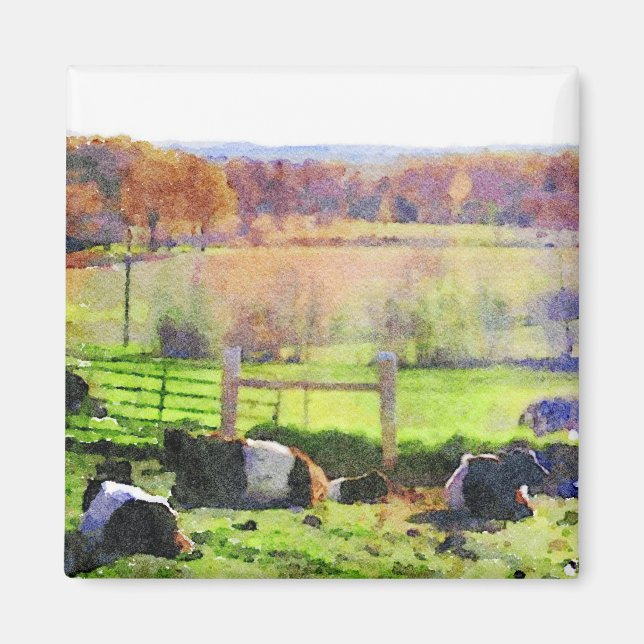 Íman Manada de vaca galloway cinturada com pintura aquo (Frente)