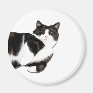 Íman Manchester é "Oi!"Ímã