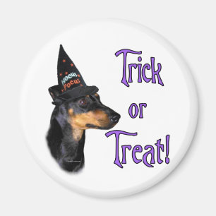 Íman Manchester Terrier Trick