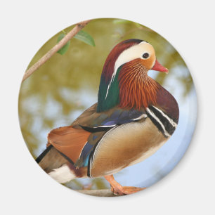 Íman Mandarin Duck