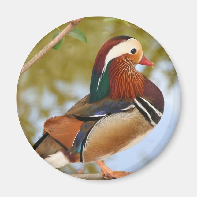 Íman Mandarin Duck (Frente)