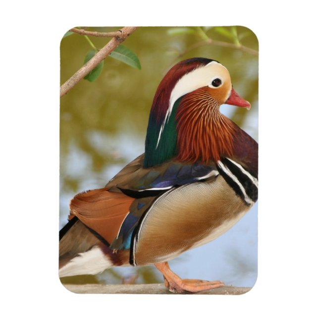 Íman Mandarin Duck (Vertical)