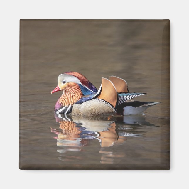 Íman Mandarin Duck (Frente)