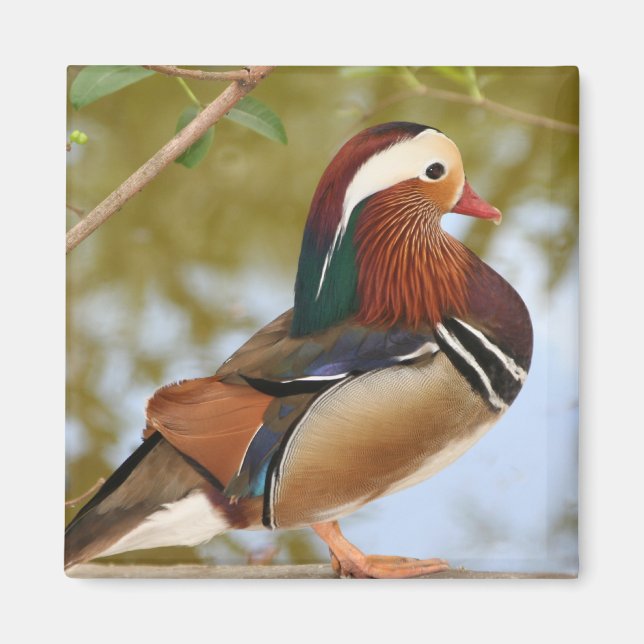 Íman Mandarin Duck (Frente)