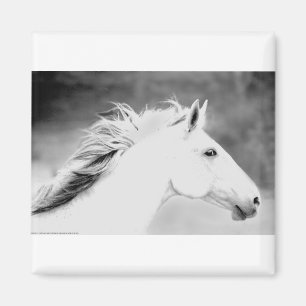 Íman Mane LIN26BW no Wind.tif