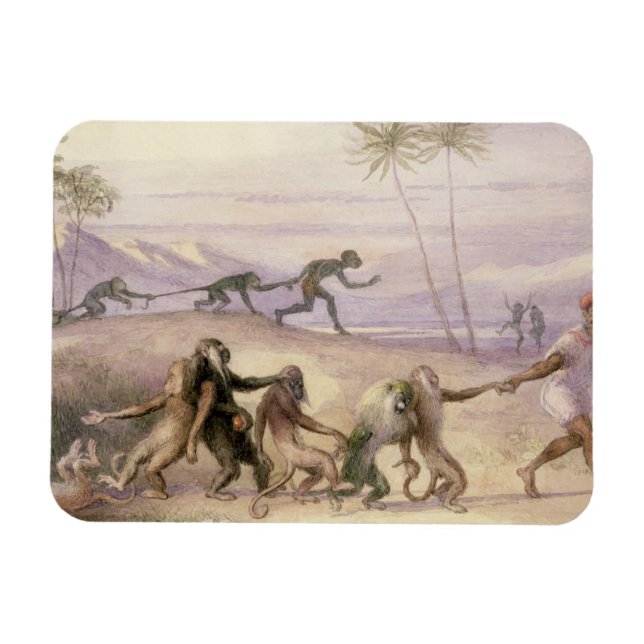 Íman Maneiras e Alfândegas dos Macacos (Horizontal)