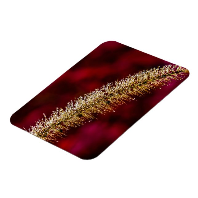 Íman Manhã (Left Side)