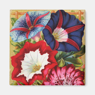 Íman Manhã - Glórias - Magnet