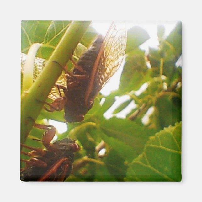 Íman Manta de Cicada (Frente)
