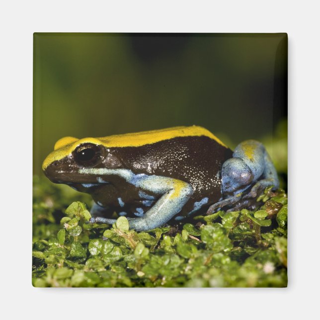 Íman Mantela-de-orelha-preta, Mantella expectata, (Frente)