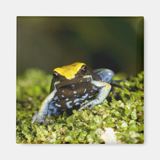 Íman Mantela-de-orelha-preta, Mantella expectata, 2 (Frente)