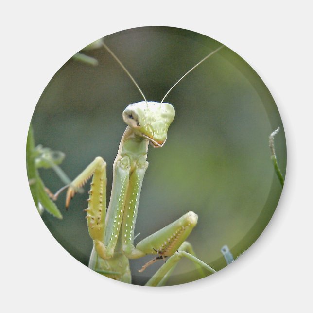 Íman Mantis 475 Magnet (Frente)