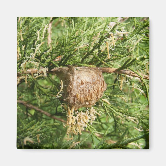 Íman Mantis ~ magnet Emergente (Frente)