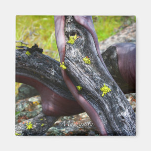 Íman Manzanita Magnet