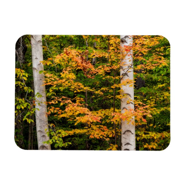Íman Maple & Bétula Branca | Montanhas Brancas, NH (Horizontal)