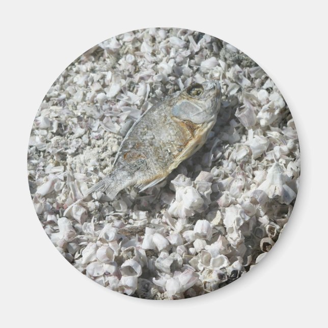 Íman Mar de Salton (Frente)