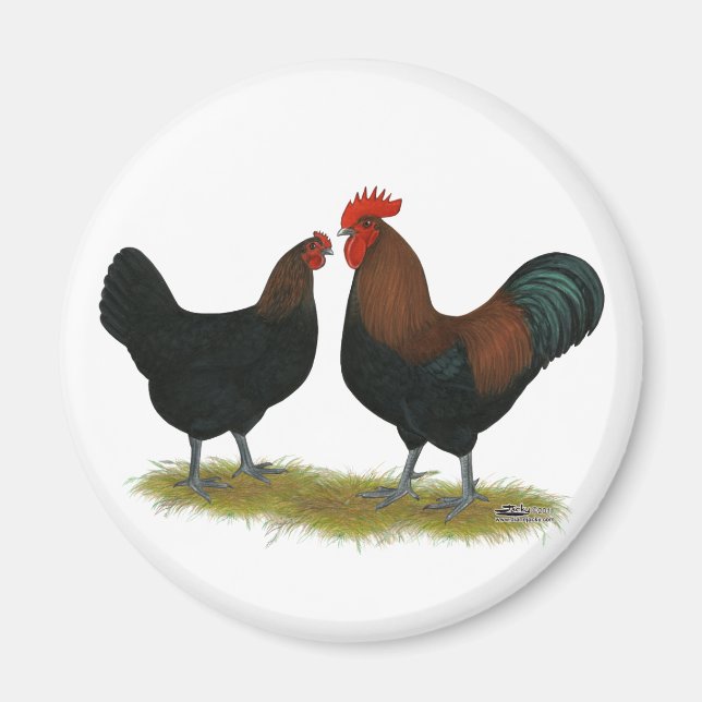 Íman Marans Black Copper (Frente)