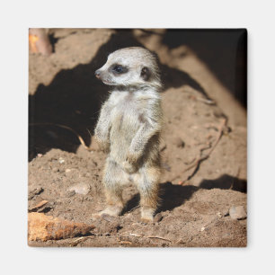 Íman Maravilhoso e doce animal africano Meerkat