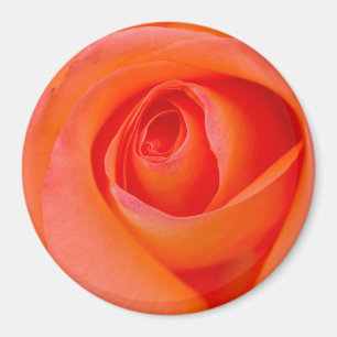 Íman Maravilhoso Rosa Laranja Bud