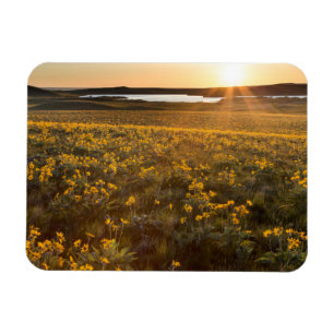Íman Marca De Arroknowledge Balsamroot Wildflower