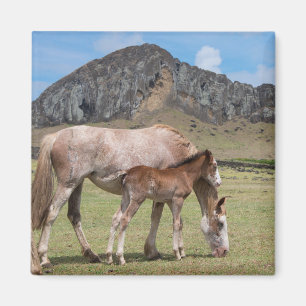 Íman Mare & Colt at Volcanic Crater of Rano Raraku