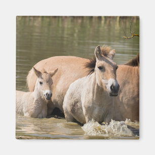 Íman Mare com Foal Cruzando um Rio