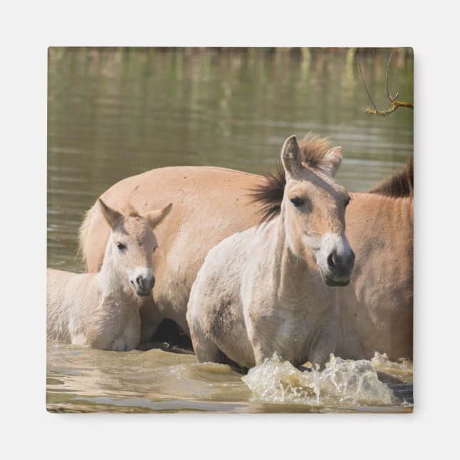 Íman Mare com Foal Cruzando um Rio (Frente)
