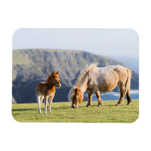 Íman Mare com Foal, Ilhas Shetland, Escócia