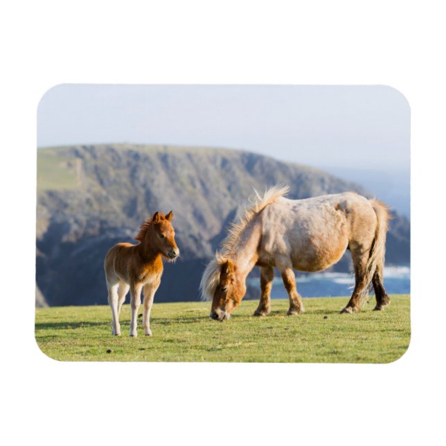 Íman Mare com Foal, Ilhas Shetland, Escócia (Horizontal)