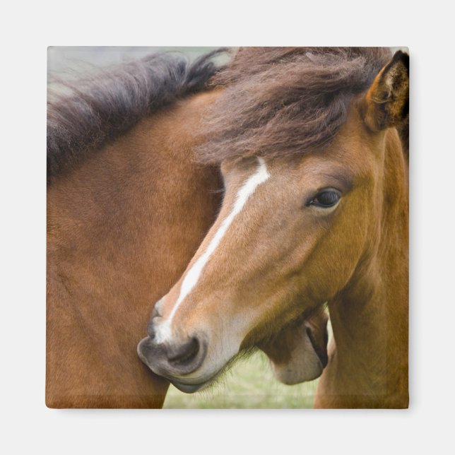 Íman Mare E Colt (Frente)