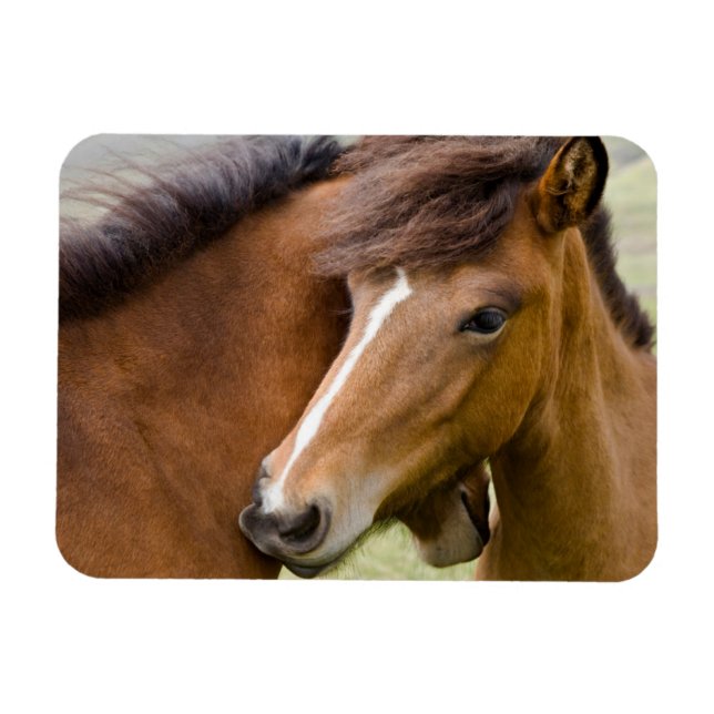 Íman Mare E Colt (Horizontal)