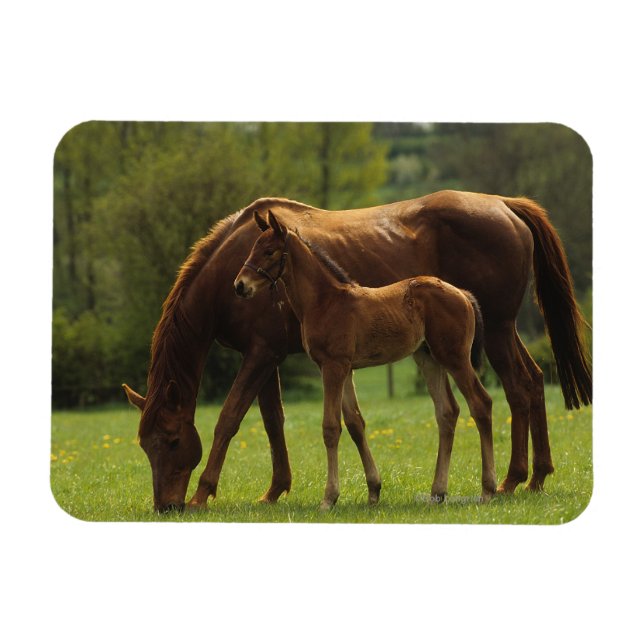 Íman Mare & Foal Criados 2 (Horizontal)