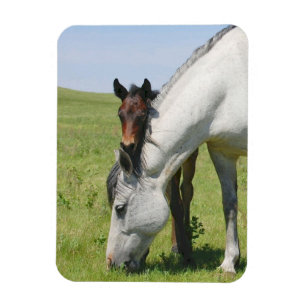 Íman Mare Grazing com Colt Magnet