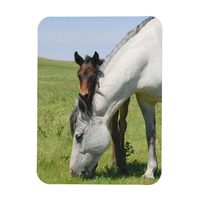 Íman Mare Grazing com Colt Magnet (Vertical)
