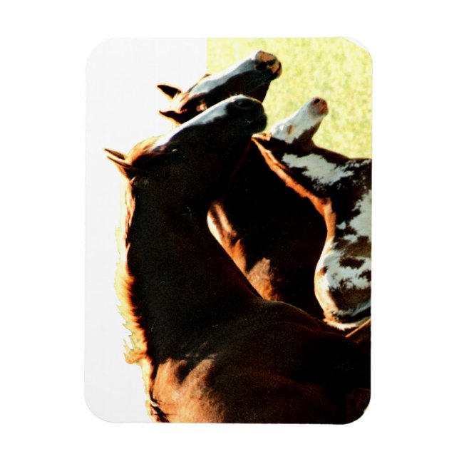 Íman Mares e Cavalos de Foul (Vertical)