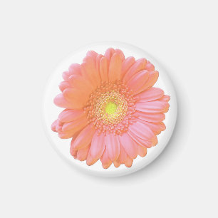 Íman Margarida alaranjada do gerbera