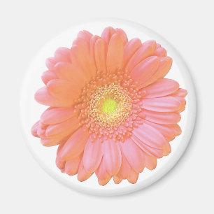 Íman Margarida alaranjada do gerbera