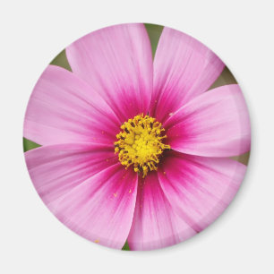 Íman margarida cor-de-rosa brilhante