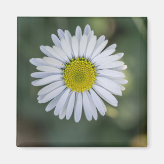 Íman Margarida Inglesa (Bellis perennis) Cabeça de Flor