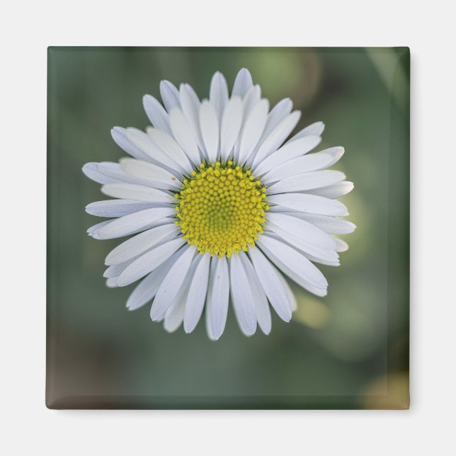 Íman Margarida Inglesa (Bellis perennis) Cabeça de Flor (Frente)