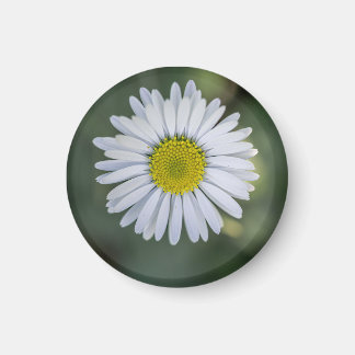 Íman Margarida Inglesa (Bellis perennis) Cabeça de Flor